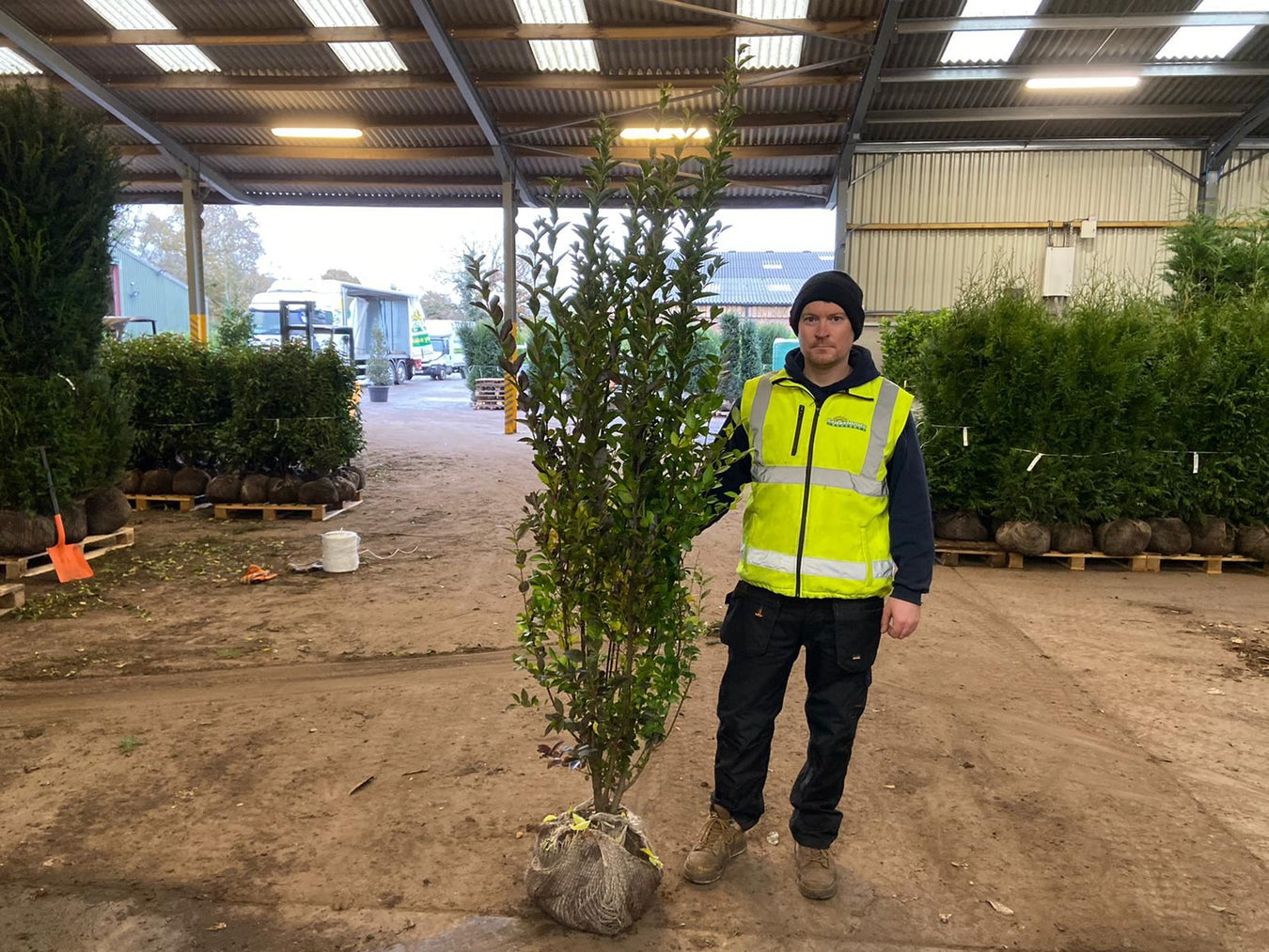 Privet Root Ball Hedging