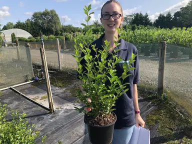 Privet Hedging (Ligustrum)