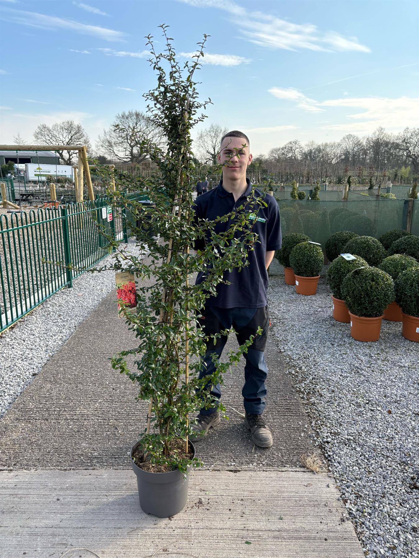 Pyracantha Climbing