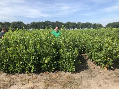 Rootball Hedging