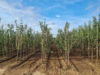 Rootball Trees Root Balled Trees for Sale | Grasslands Nursery