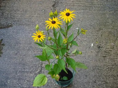 Rudbeckia