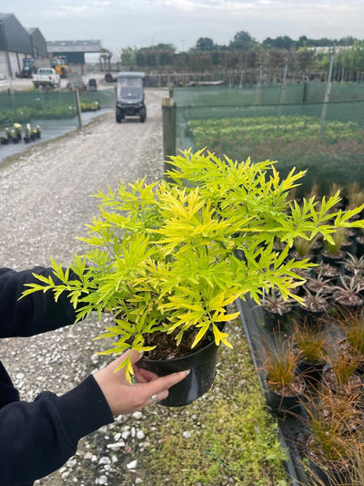 Sambucus