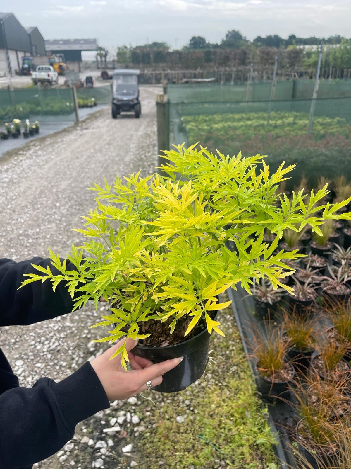 Sambucus