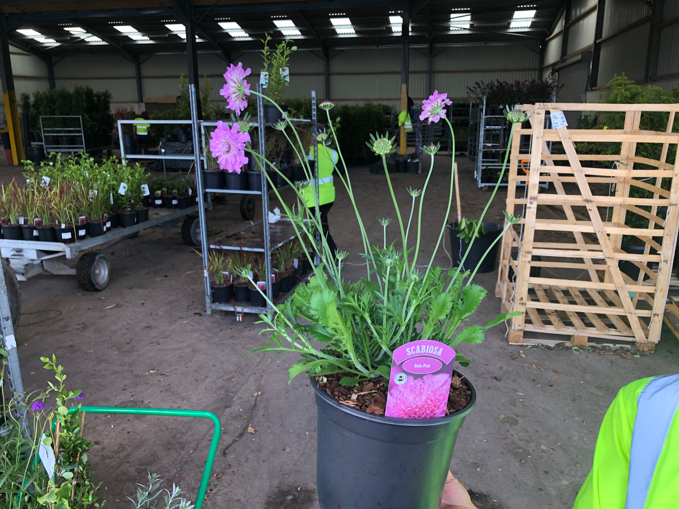 Scabiosa