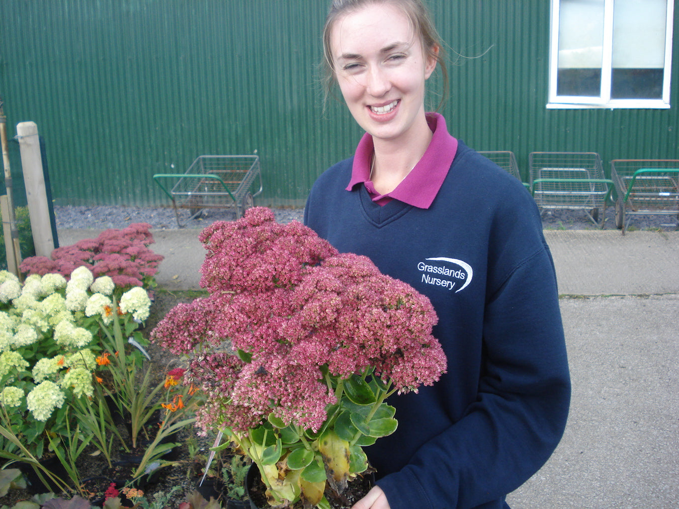 Sedum