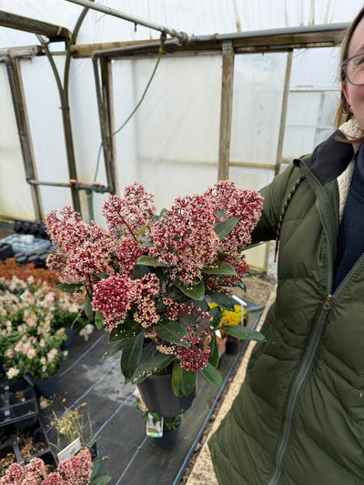 Skimmia