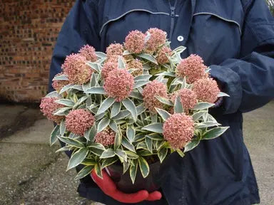 Skimmia