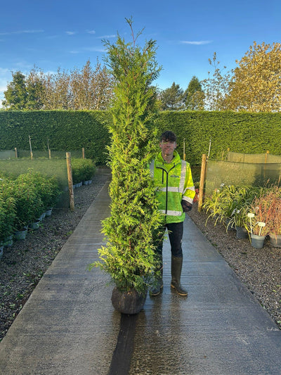 Thuja Hedging Big Deals