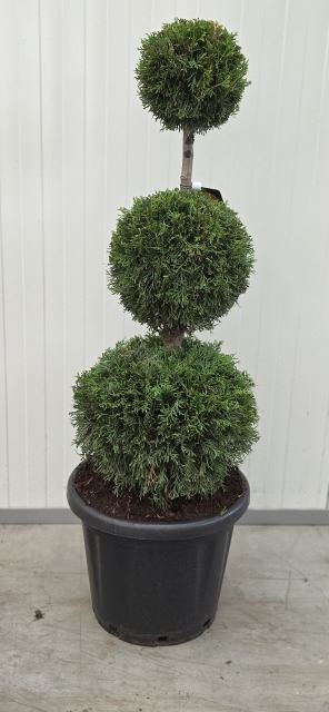 Thuja Balls
