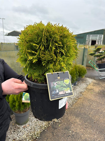 Thuja