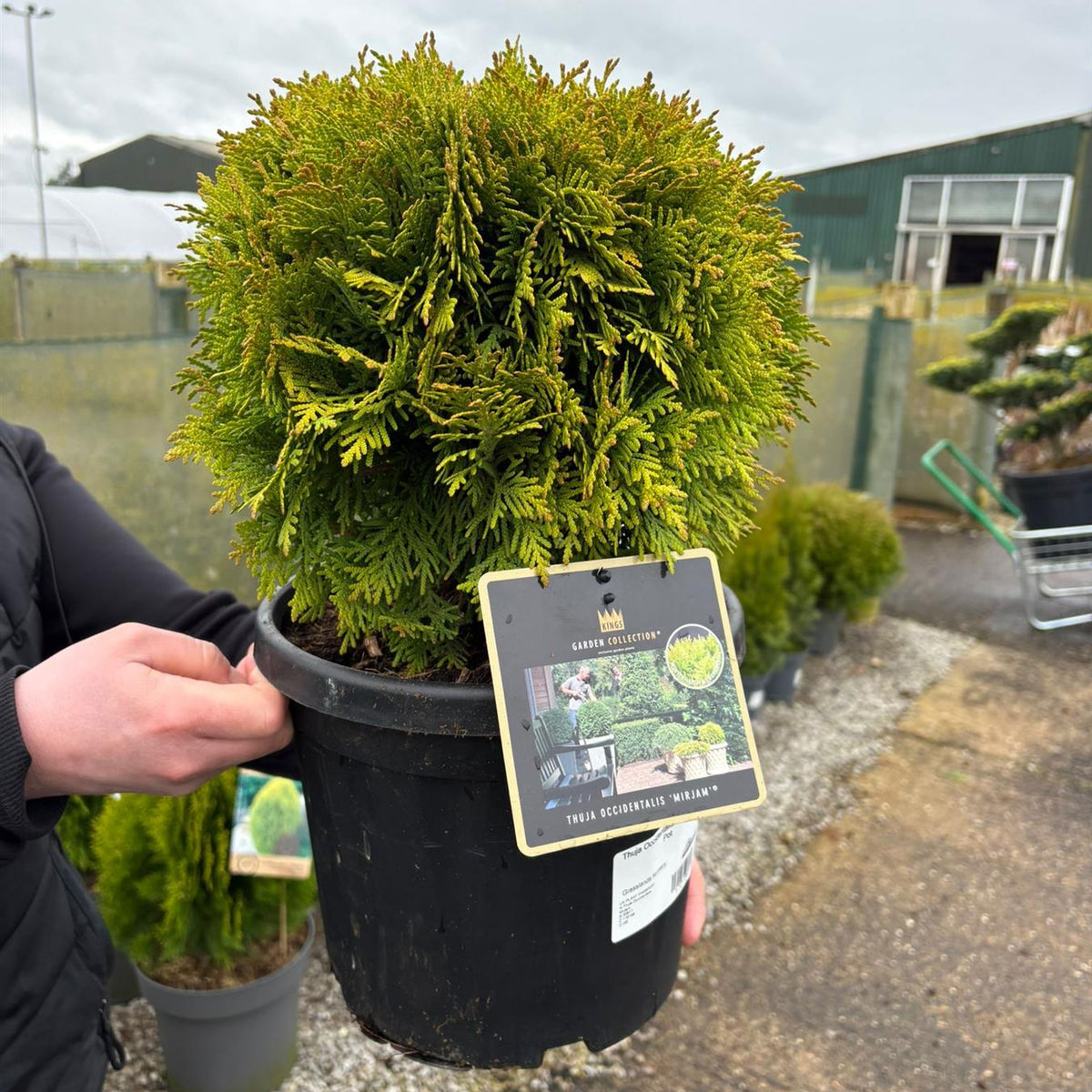 Thuja | Western Red Cedar Hedging & Trees | Grasslands  Grasslands Nursery