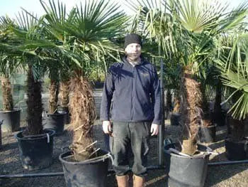 Trachycarpus