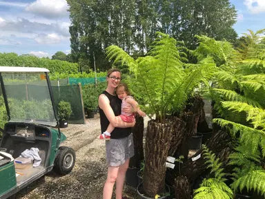 Tree Ferns