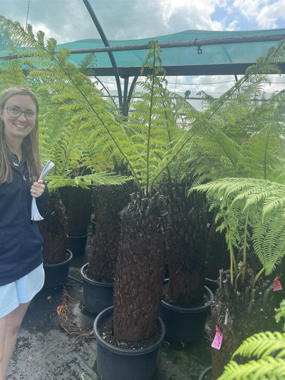 Tree Ferns