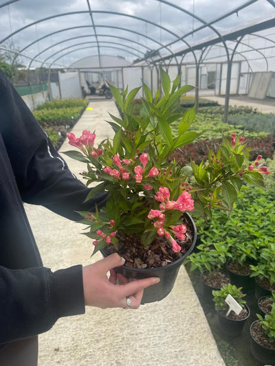Weigela
