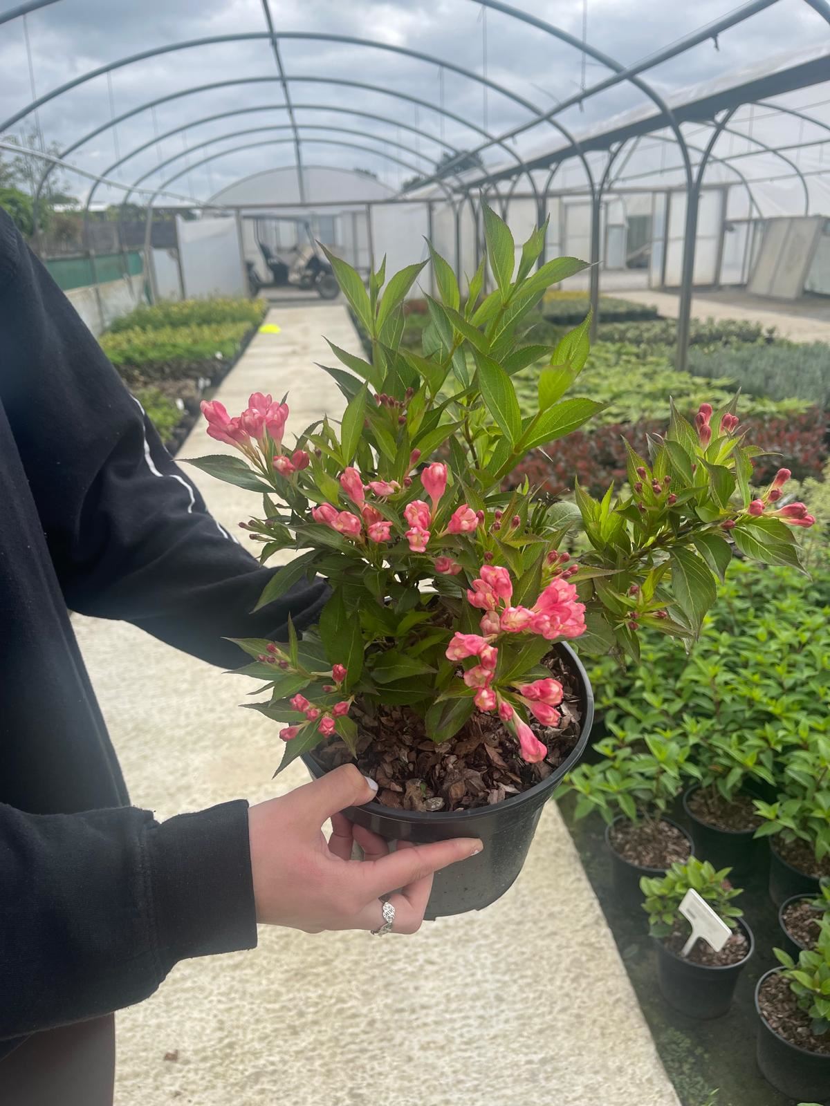 Weigela