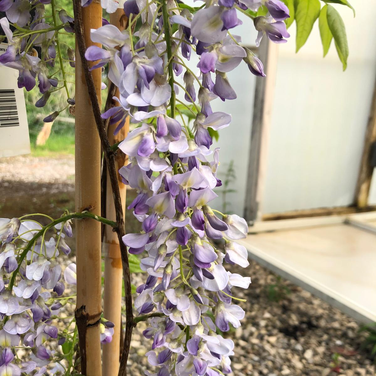 Wisteria