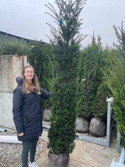 Yew Hedging Big Deal