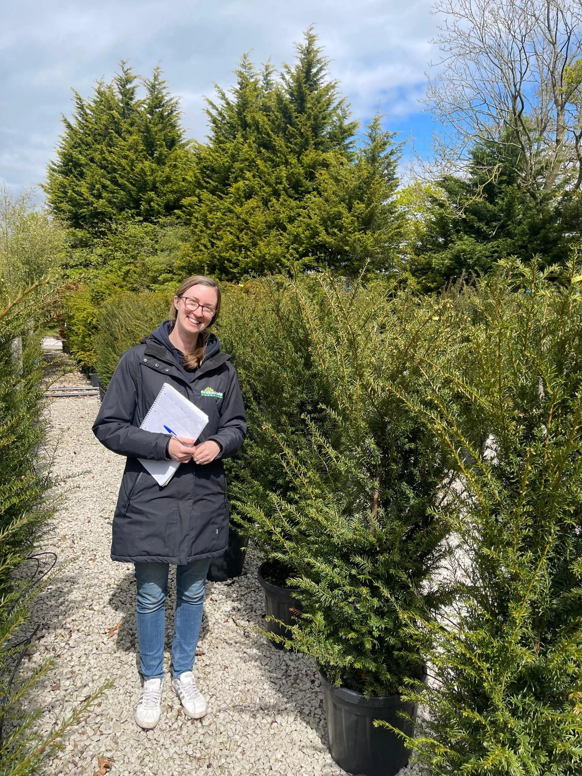 Yew Hedging