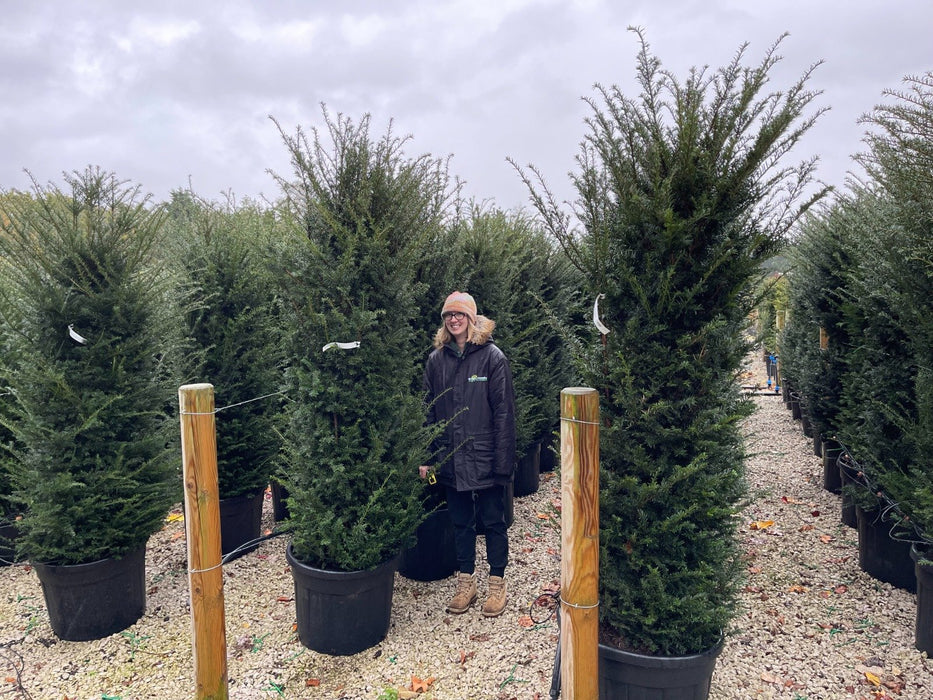 Conifer Hedging