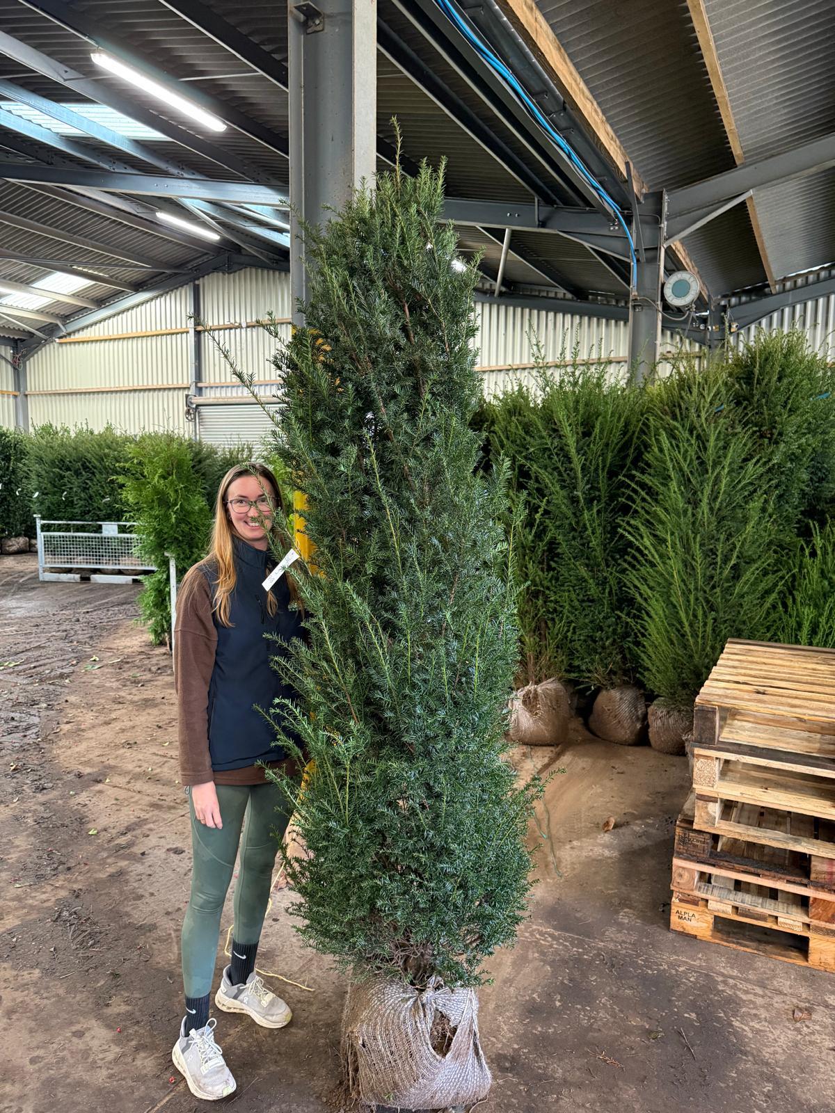 Yew Hedging Root Ball