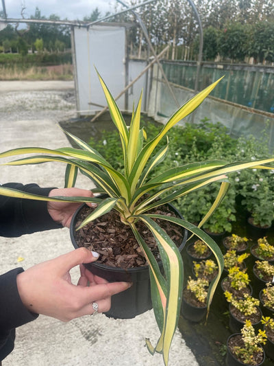 Yucca