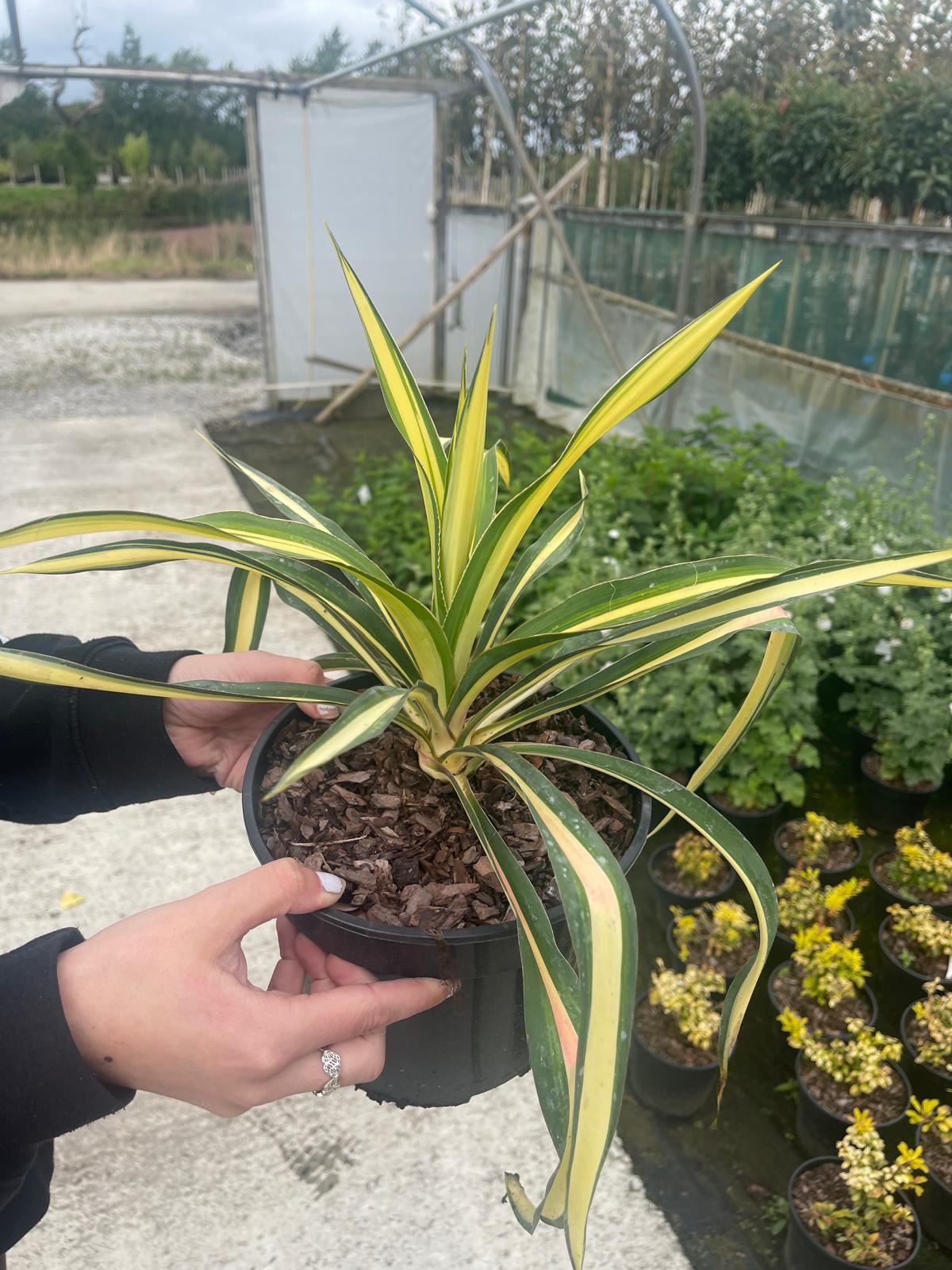Yucca