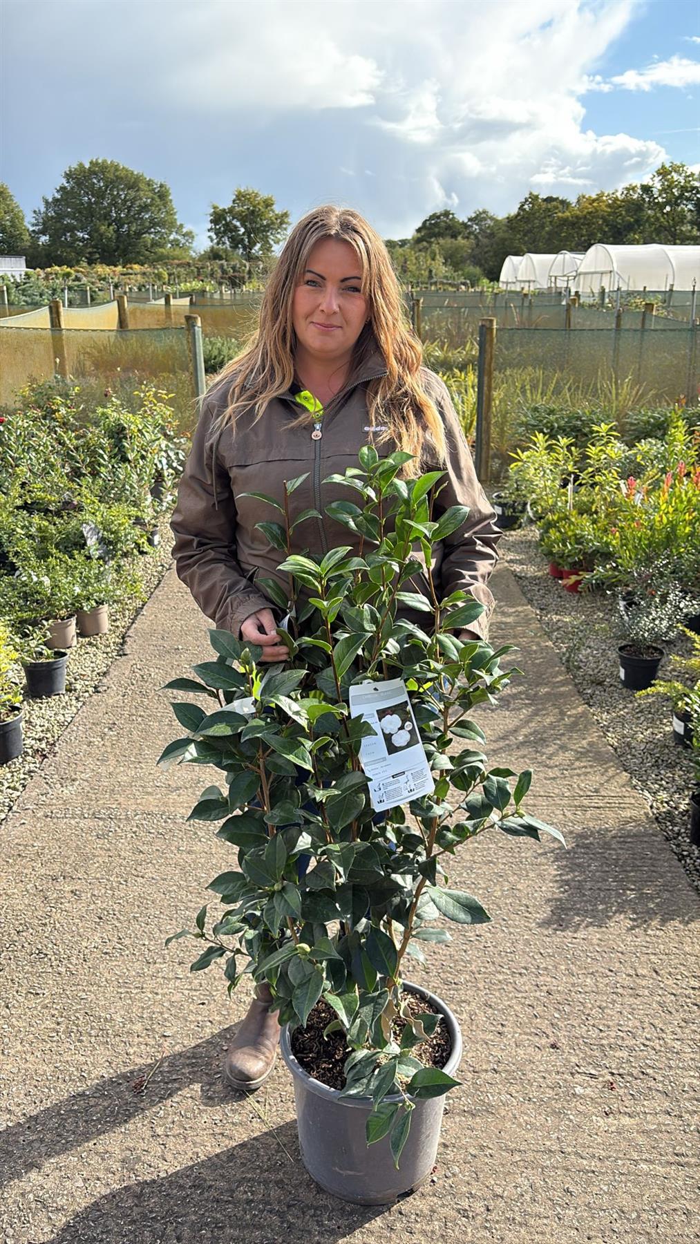 Camellia Jap. Mme Henri Cormerais 15 Litre Pot
