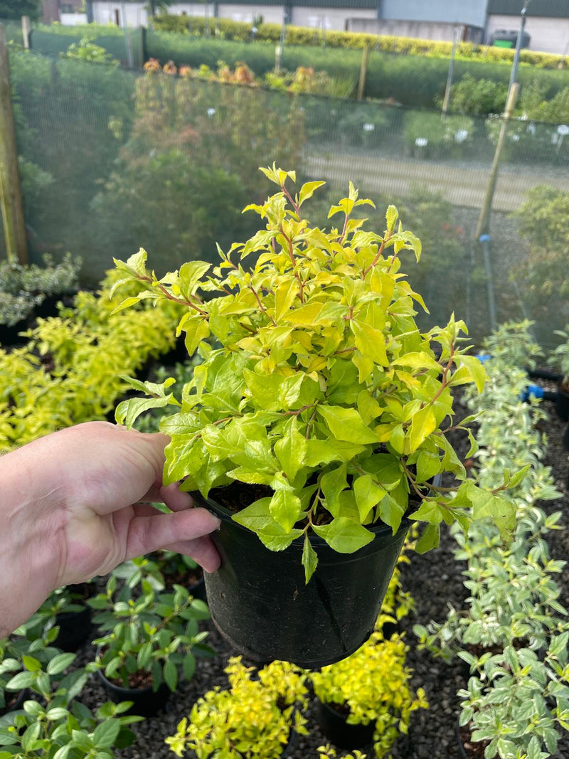 Ceratostigma Sapphire Ring 3 Litre Pot