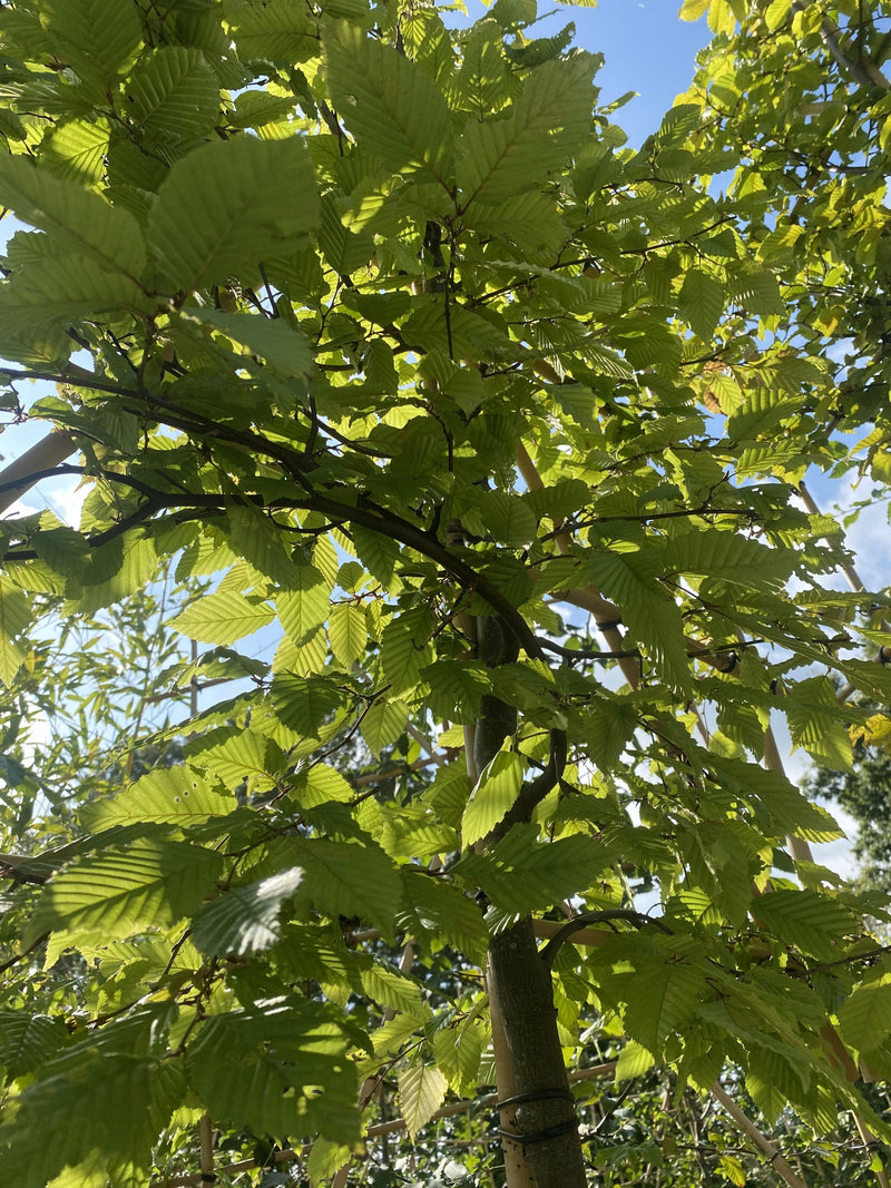 Carpinus B. Pleached Std 8/10cm Girth, 180cm Stem, 140cm H x 120cm W Frame