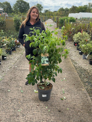 Cornus Kousa China Girl 12  Litre Pot 80/100cm Tall
