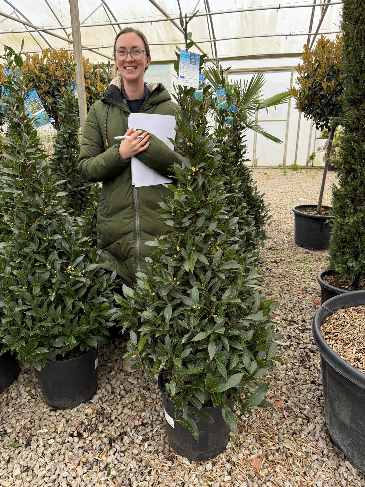 Laurus Nobilis Cone 20 Litre Pot 160 inc. Pot