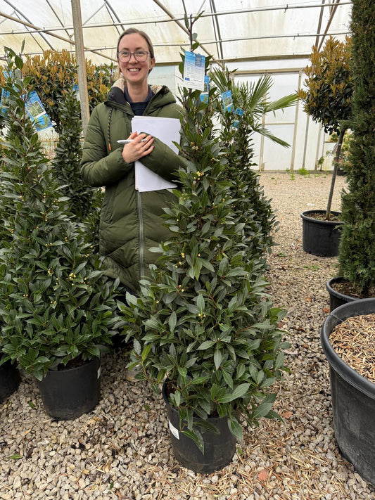 Laurus Nobilis Cone 20 Litre Pot 160 inc. Pot