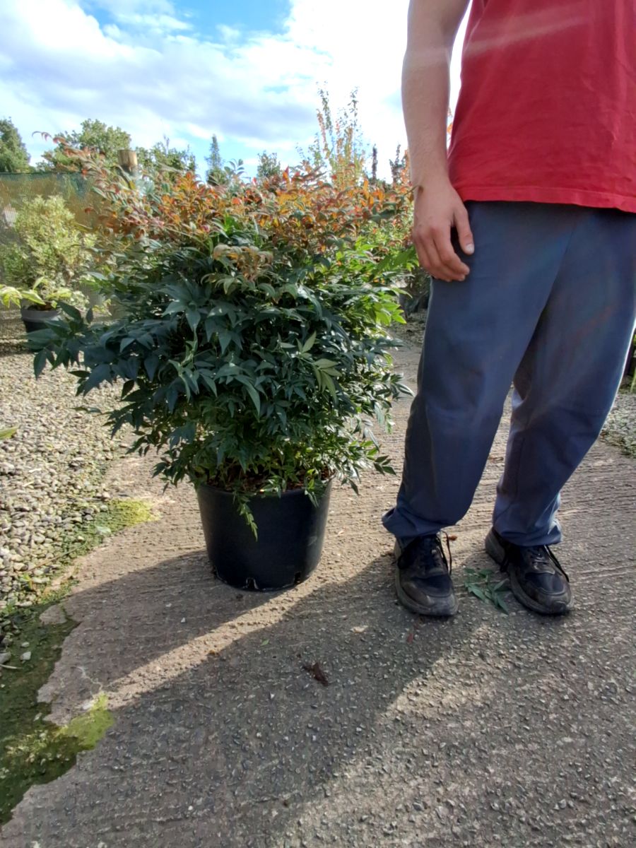 Nandina Domestica Obsessed 20 Litre Pot 70/80cm