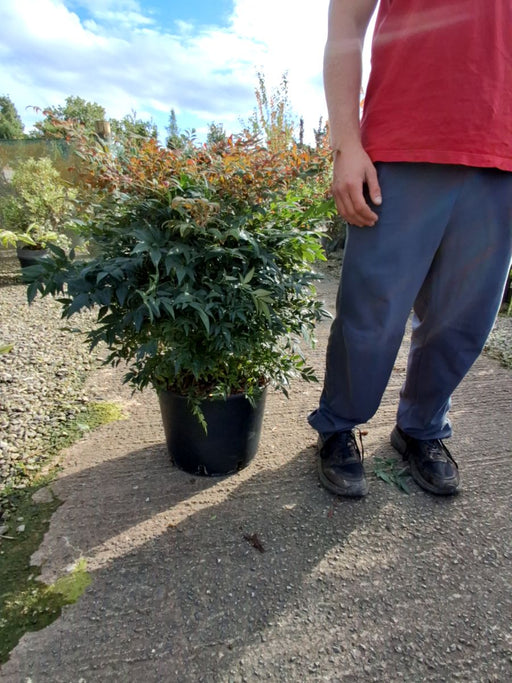 Nandina Domestica Obsessed 20 Litre Pot 70/80cm