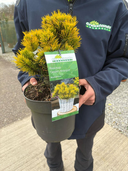 Pinus Carstons Wintergold 4.5 Litre Pot