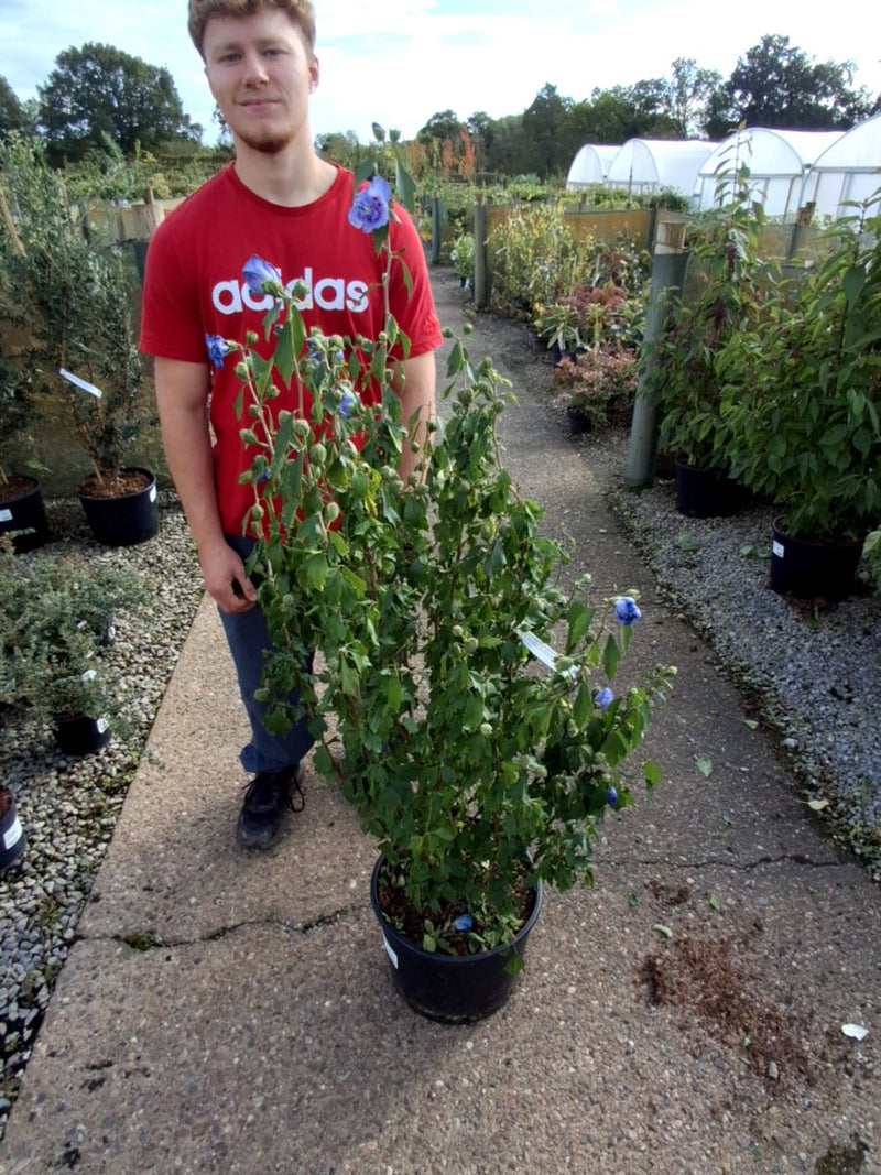 Hibiscus syr. Oiseau Bleu 20 Litre Pot 100cm