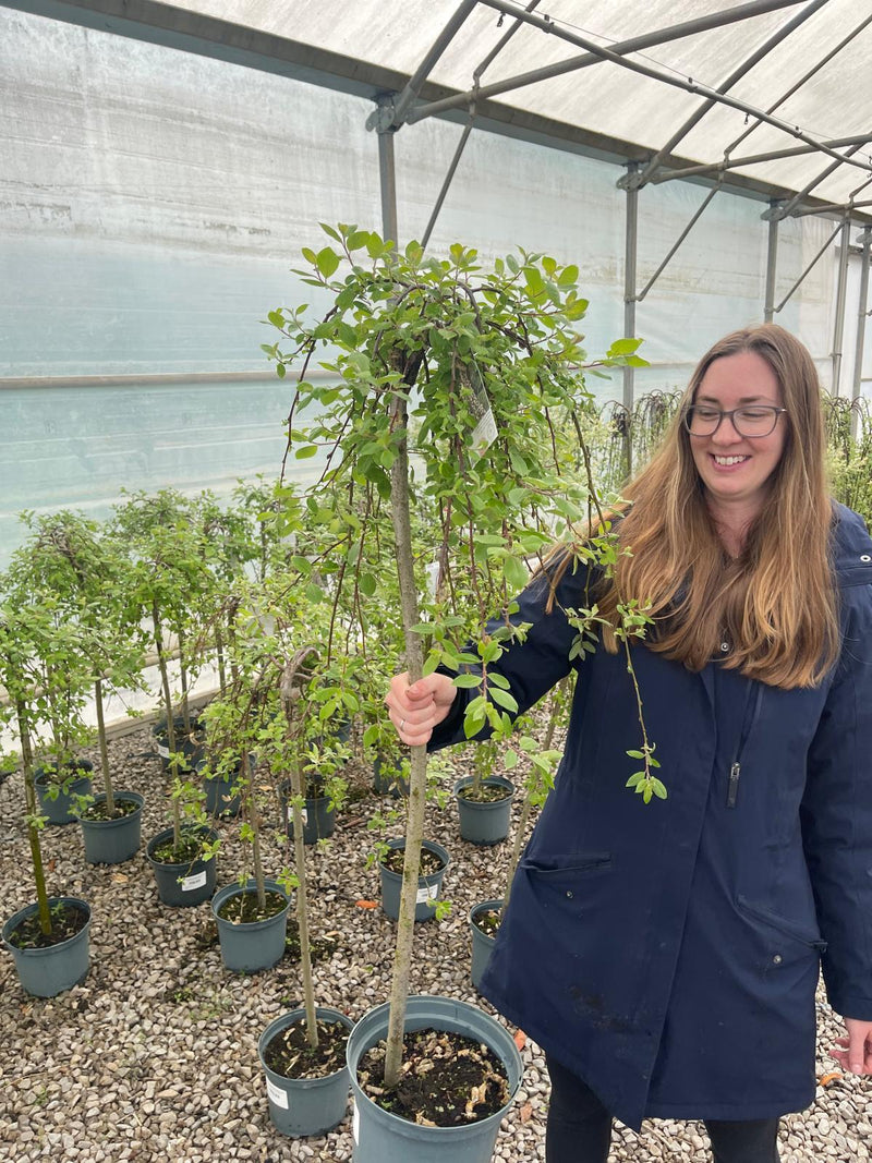 Salix Caprea Kilmarnock 5 Litre Pot 1/2 Std Stem 110cm