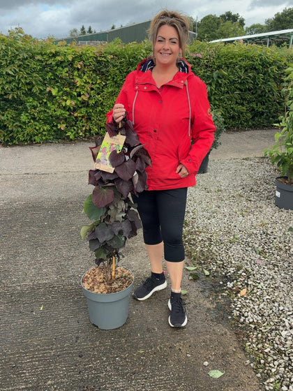 Cercis Ace Of Spades 12 Litre Pot 80-100cm Delivery September