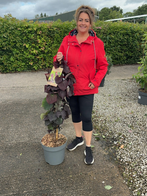 Cercis Ace Of Spades 12 Litre Pot 80-100cm Delivery September
