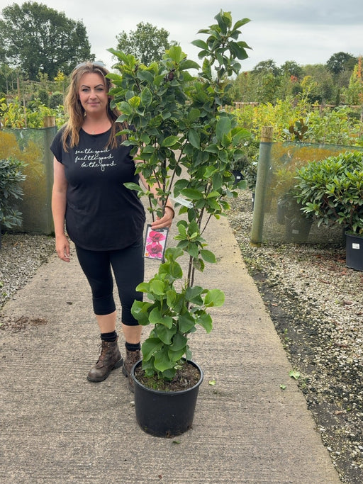 Magnolia Genie 20 Litre Pot 125/150cm Tall