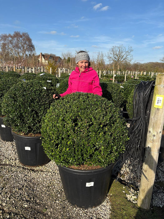 Ilex Crenata Hecco Ball 130 Litre Pot 80cm Wide