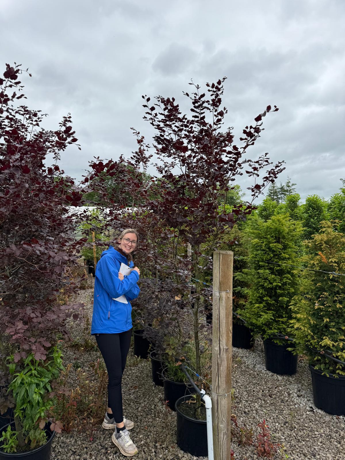 Copper Beech 200/225cm 20 Litre Pot