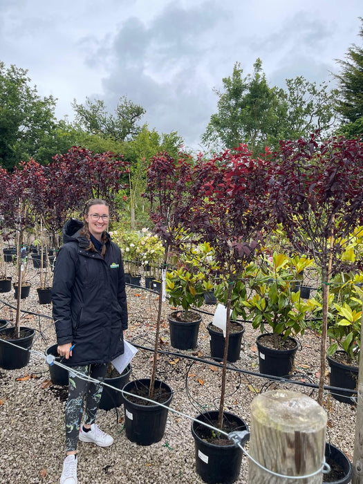 Prunus cer. Choco Creme 15 Litre Pot