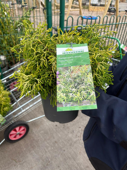 Chamaecyparis Tsatsumi Gold 4.5 Litre Pot
