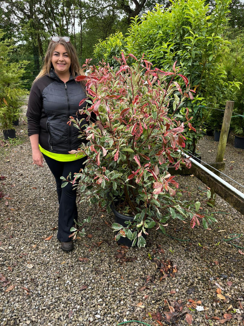 Photinia x fraseri Pink Marble 18 Litre Pot