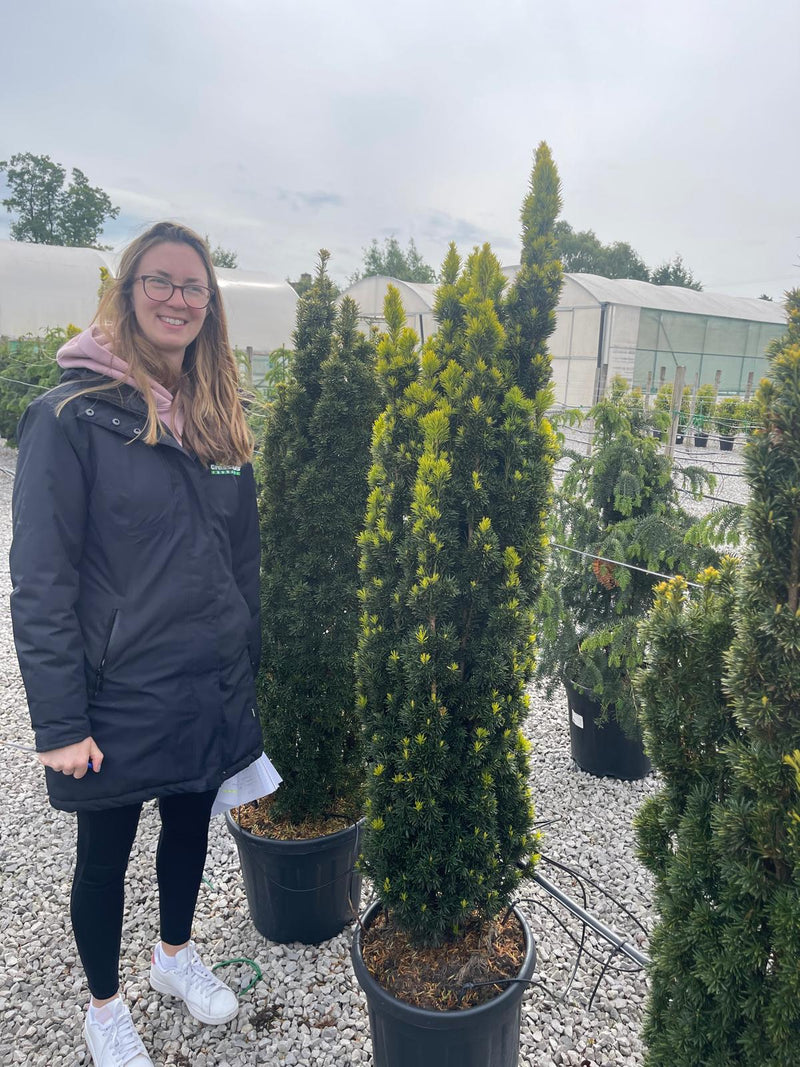 Yew Fastigiata Aurea 135/140cm