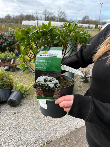Azalea obt. Maischnee 2.3 Litre Pot