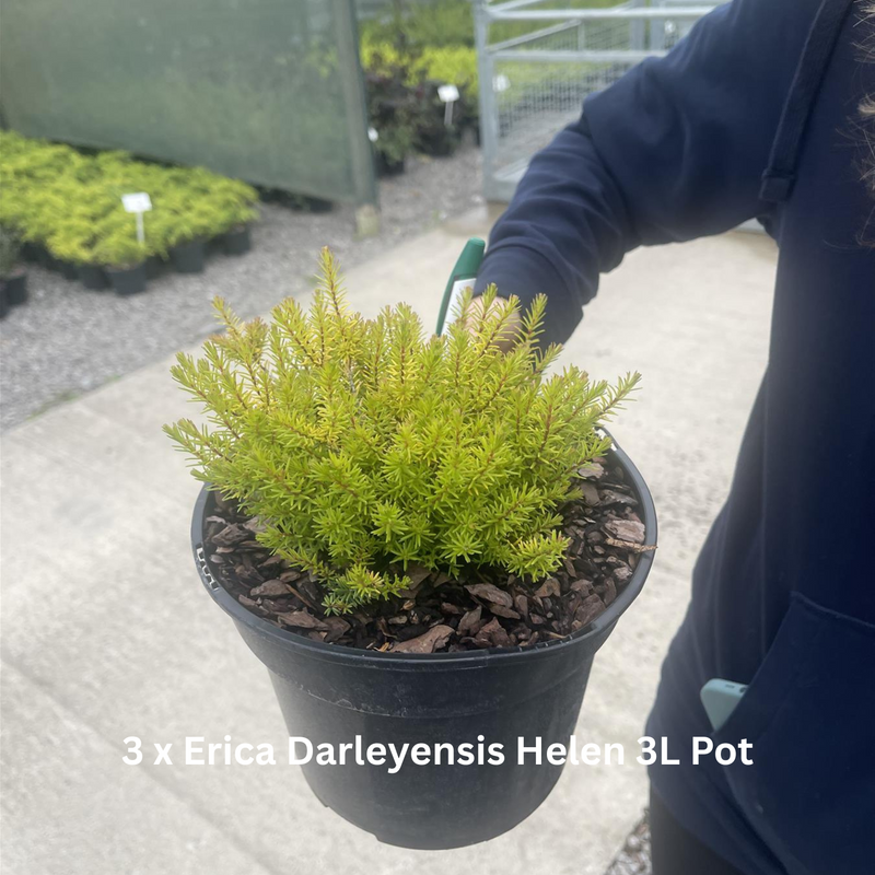 20 x Drought Tolerant Border Pack